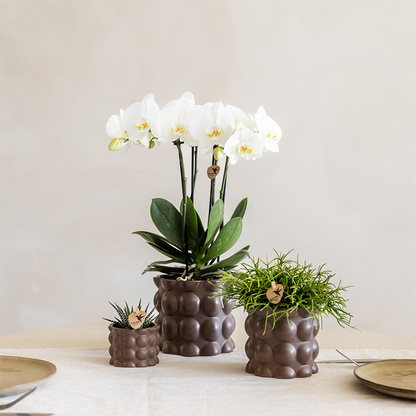 Plantenset Cotton bruin | Witte orchidee met planten in keramieken sierpotten