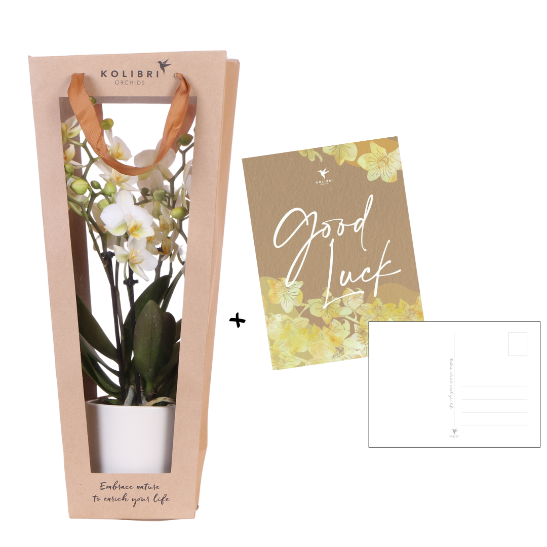 Planten cadeau - veel succes |  Orchidee met pot, kaart & cadeautas