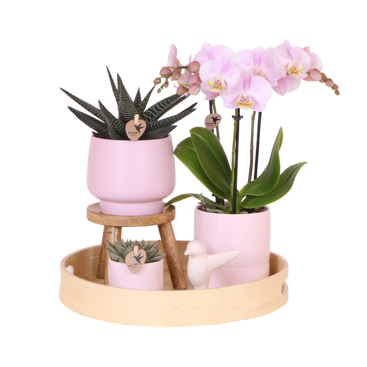 Kolibri Orchids | Gift set Pasen Big | Groene plant met roze Phalaenopsis orchidee in Simplicity sierpotten roze op bamboe plate