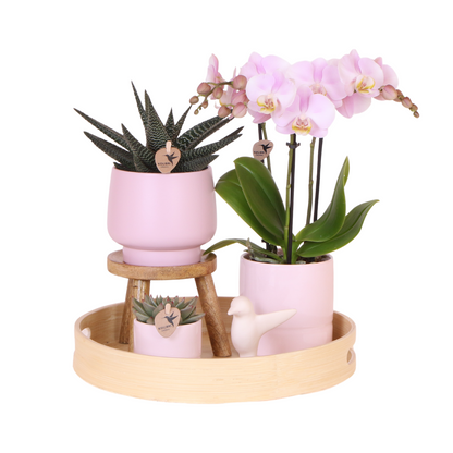 Kolibri Orchids | Gift set Pasen Big | Groene plant met roze Phalaenopsis orchidee in Simplicity sierpotten roze op bamboe plate