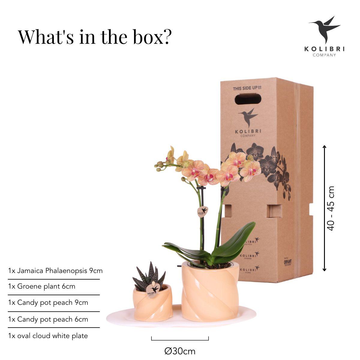 Orchidées colibri | Coffret cadeau Optimisme petite pêche | Plante verte avec orchidée Phalaenopsis orange dans des pots décoratifs couleur bonbon sur un plateau blanc en matière organique