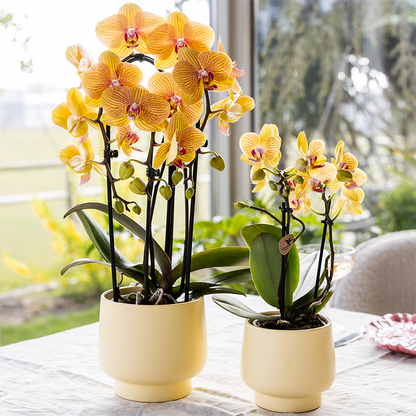 Oranje phalaenopsis orchidee potmaat Ø12cm - Sunny Bunny