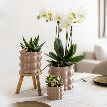 Plantenset Cotton zand - Groene planten met witte Phalaenopsis orchidee Ghent in keramieken sierpotten
