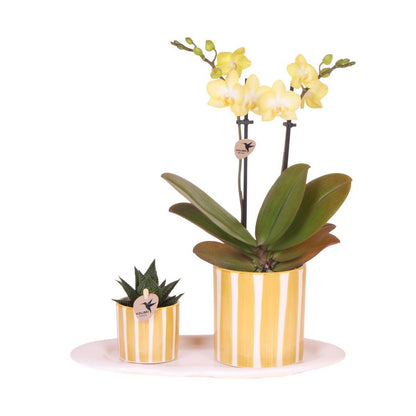 Kolibri Orchids | Gift set Pasen small | Groene plant met gele Phalaenopsis orchidee in Painted Stripe sierpotten op wit organisch dienblad