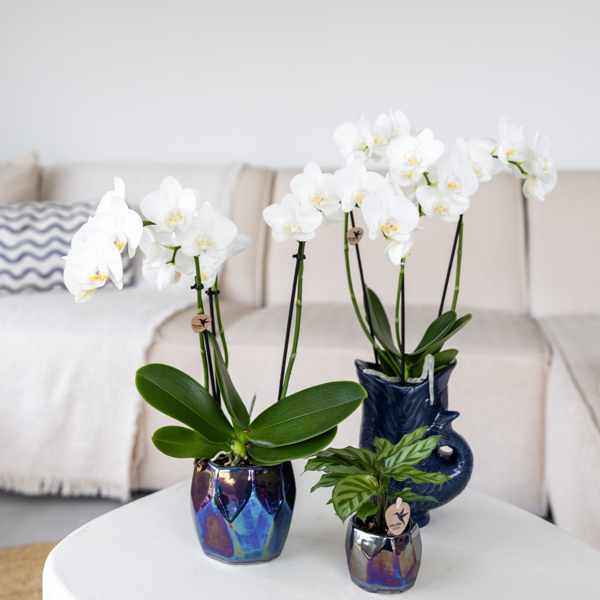 Kolibri Orchids | witte Phalaenopsis orchidee - Amabilis - potmaat Ø9cm | bloeiende kamerplant - vers van de kweker