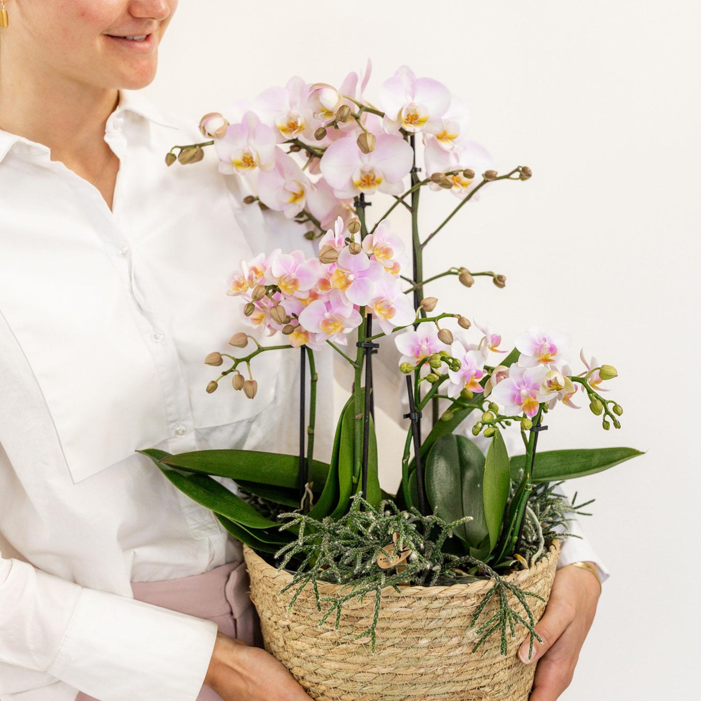 Kolibri Orchids | roze plantenset in Cotton Basket incl. waterreservoir | drie roze orchideeën en drie groene planten | Field Bouquet roze met zelfvoorzienend waterreservoir