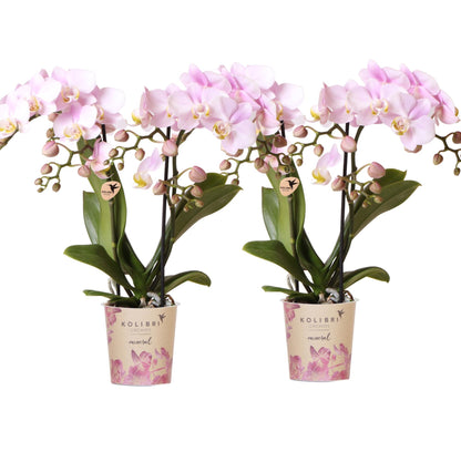 2 Phalaenopsis orchideeën - Portugal - potmaat Ø9cm | COMBI DEAL