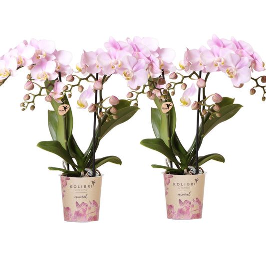 2 Phalaenopsis orchideeën - Portugal - potmaat Ø9cm | COMBI DEAL