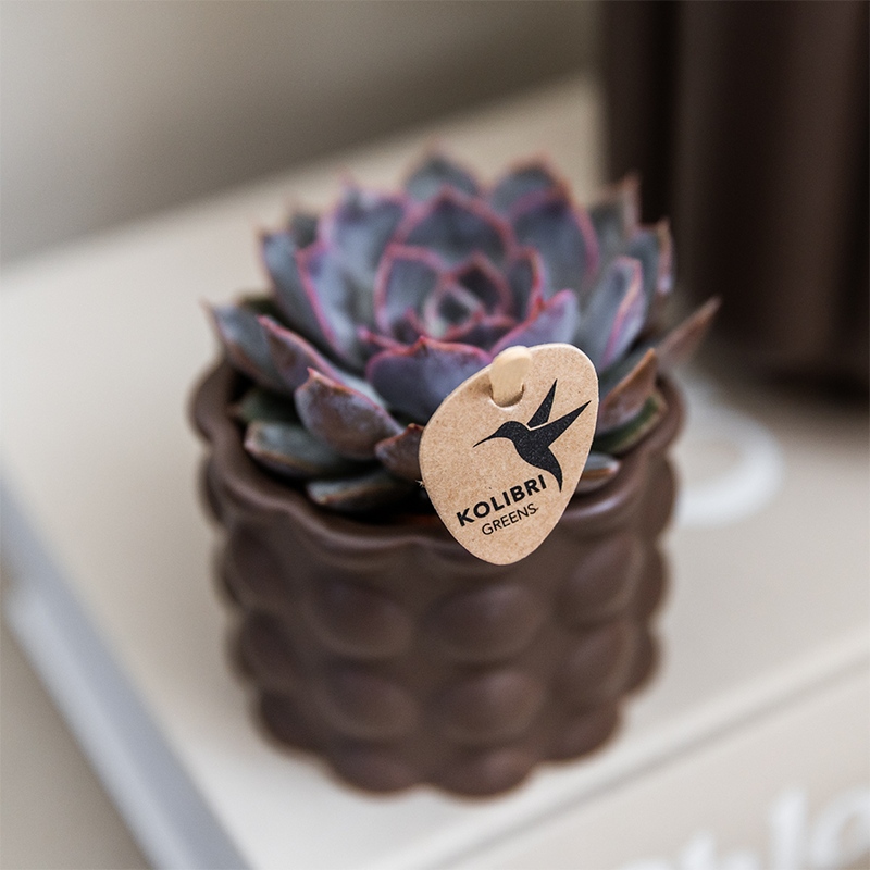 Plantenset Cotton bruin | Witte orchidee met planten in keramieken sierpotten