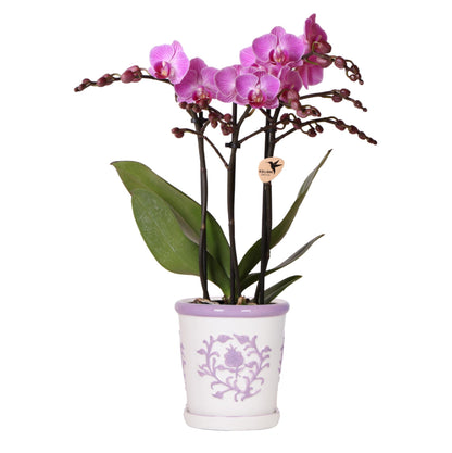 Paarse orchidee Vienna + Malaga sierpot Lila - potmaat Ø9cm