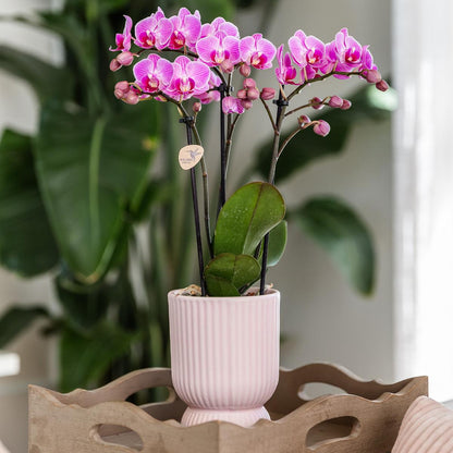 Roze paarse phalaenopsis orchidee - El Salvador + Diabolo pink - potmaat Ø9cm