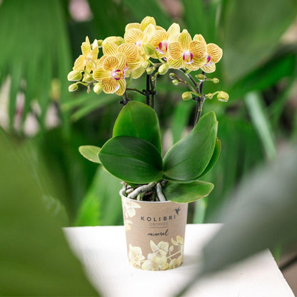 Orchidée jaune Lima + Malaga en pot décoratif orange clair - taille du pot Ø9cm