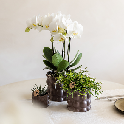 Plantenset Cotton bruin | Witte orchidee met planten in keramieken sierpotten
