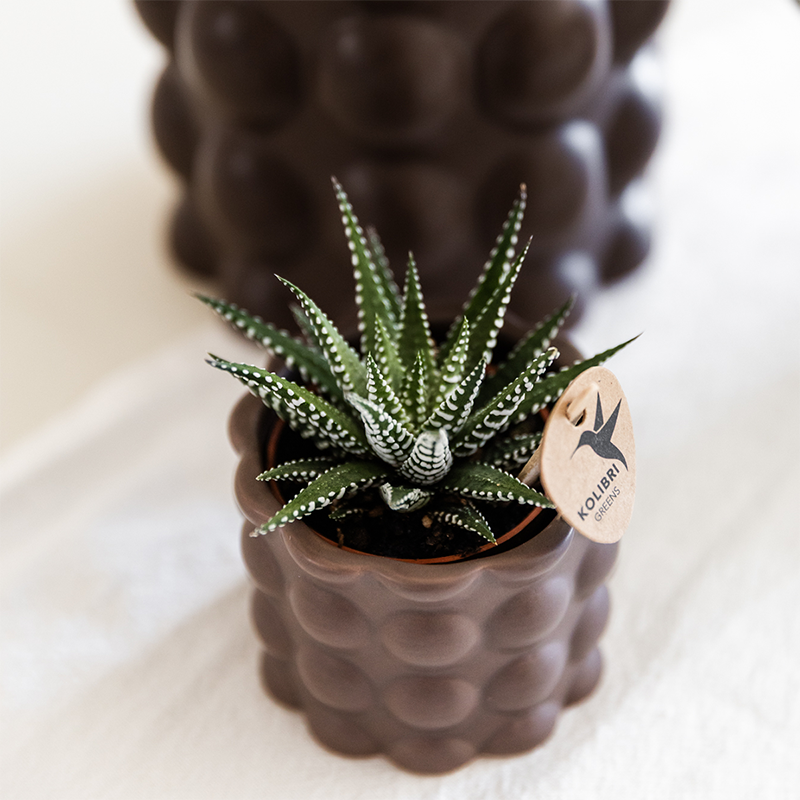 Plantenset Cotton bruin | Witte orchidee met planten in keramieken sierpotten