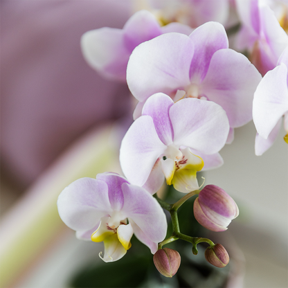 2 Phalaenopsis orchideeën - Portugal - potmaat Ø9cm | COMBI DEAL