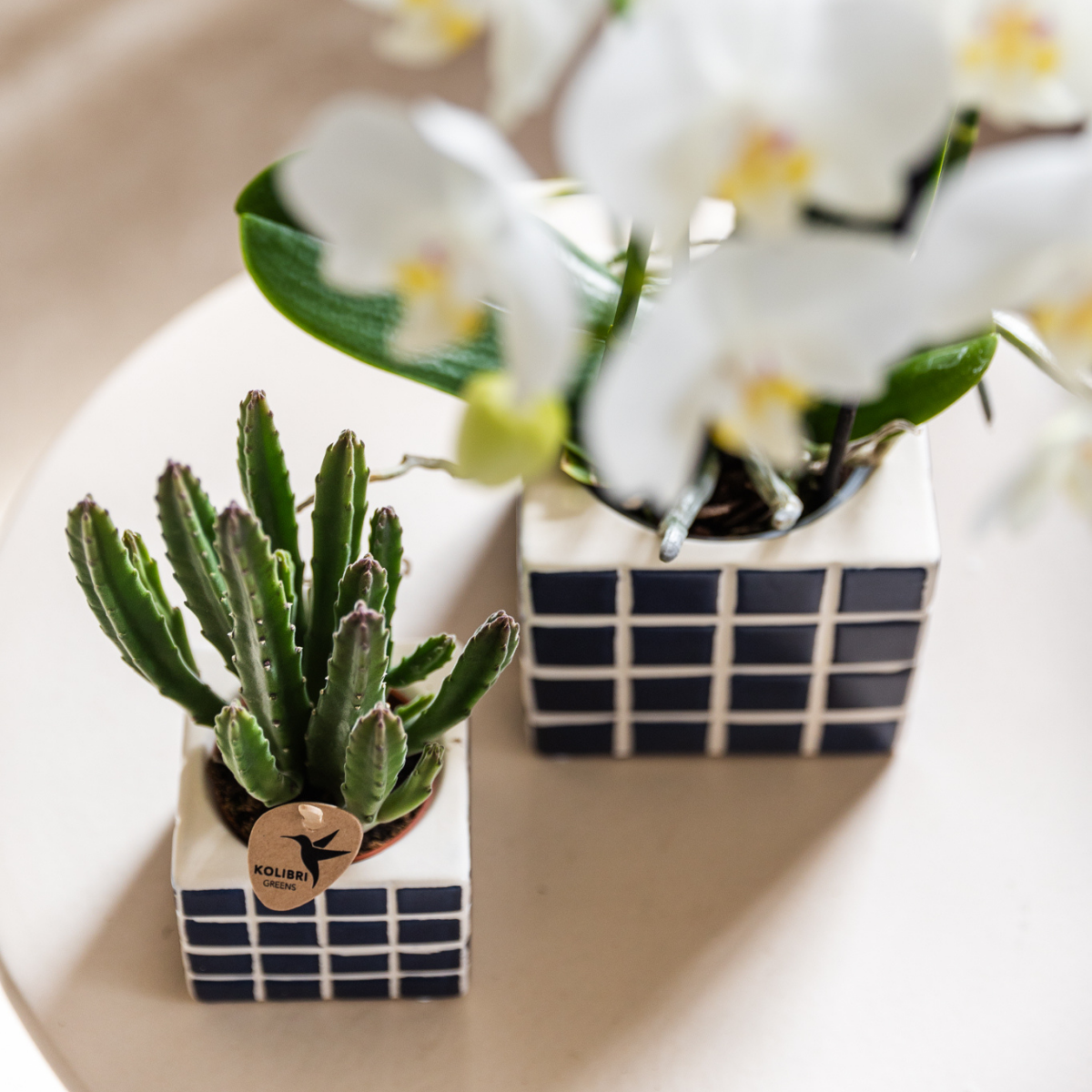 Kolibri Orchids | Witte phalaenopsis orchidee Amabilis + Mosa sierpot blauw - potmaat Ø9cm | bloeiende kamerplant - vers van de kweker