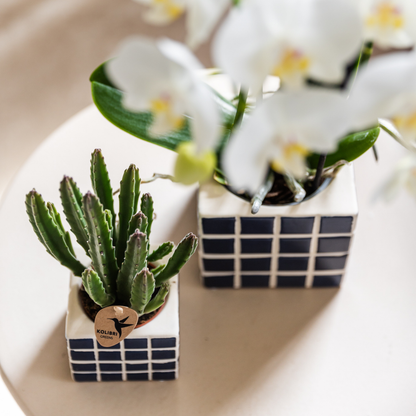 Kolibri Orchids | Witte phalaenopsis orchidee Amabilis + Mosa sierpot blauw - potmaat Ø9cm | bloeiende kamerplant - vers van de kweker