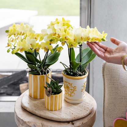 Gele orchidee Albenga + Malaga sierpot geel - potmaat Ø9cm