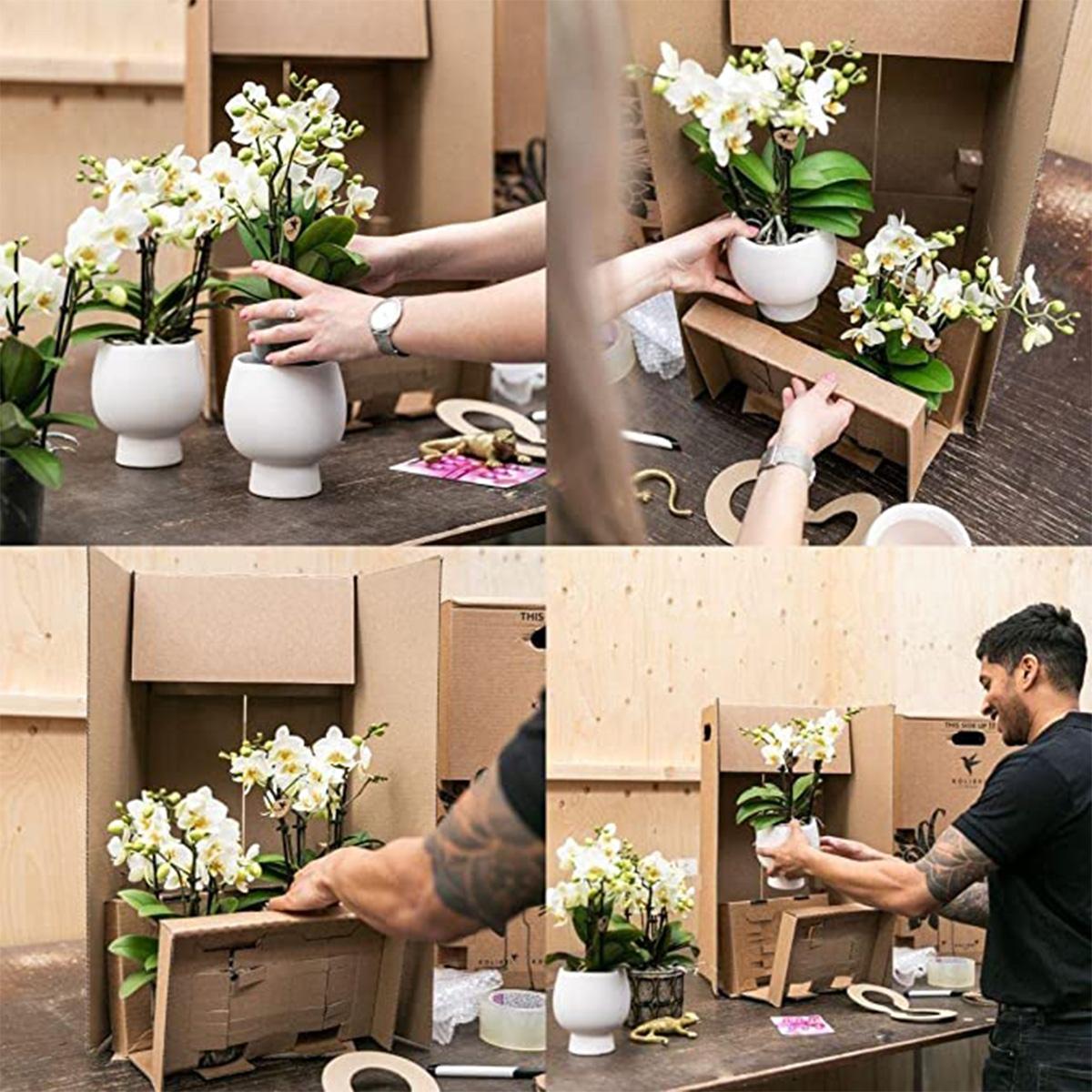 Orchidées colibri | Coffret cadeau Optimisme petite pêche | Plante verte avec orchidée Phalaenopsis orange dans des pots décoratifs couleur bonbon sur un plateau blanc en matière organique