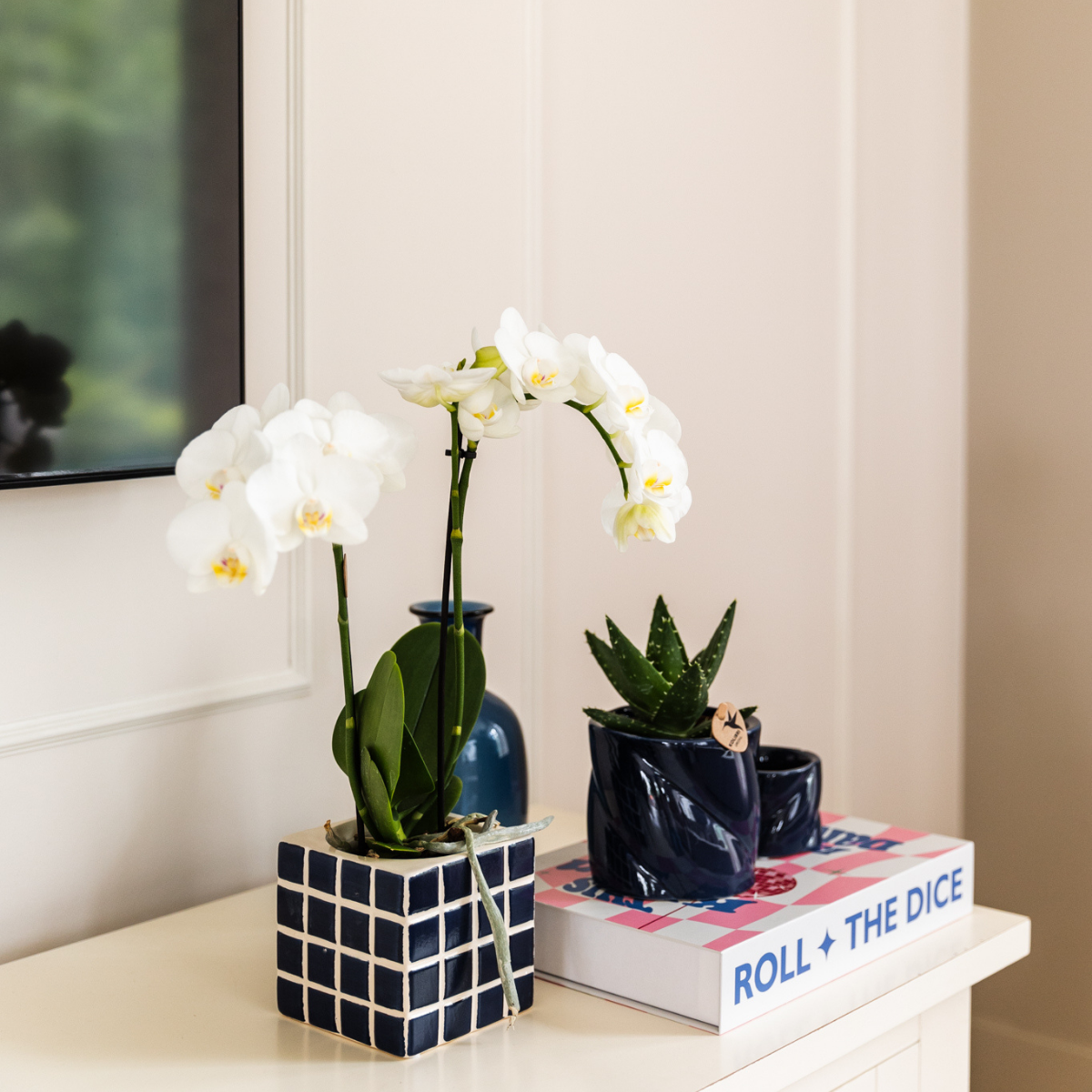 Kolibri Orchids | Witte phalaenopsis orchidee Amabilis + Mosa sierpot blauw - potmaat Ø9cm | bloeiende kamerplant - vers van de kweker