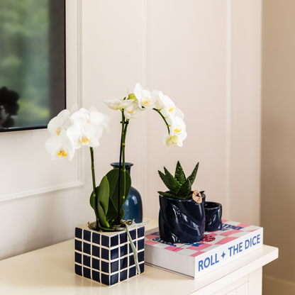Kolibri Orchids | Witte phalaenopsis orchidee Amabilis + Mosa sierpot blauw - potmaat Ø9cm | bloeiende kamerplant - vers van de kweker