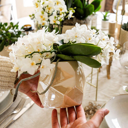 Kolibri Orchids | Witte orchidee 'Nazaré' + Pearl sierpot Travertine - potmaat Ø9cm | bloeiende kamerplant - vers van de kweker