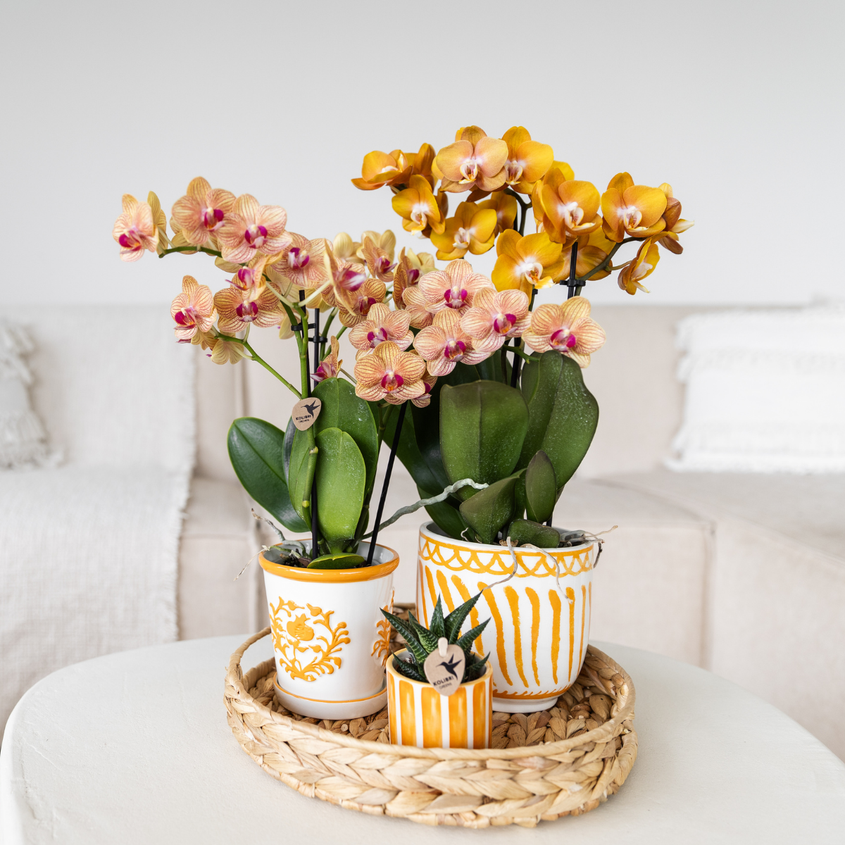 Orchidées Kolibri | Orchidée orange Jamaïque + pot décoratif Malaga orange - taille du pot Ø9 cm | plante d'intérieur fleurie - fraîchement récoltée