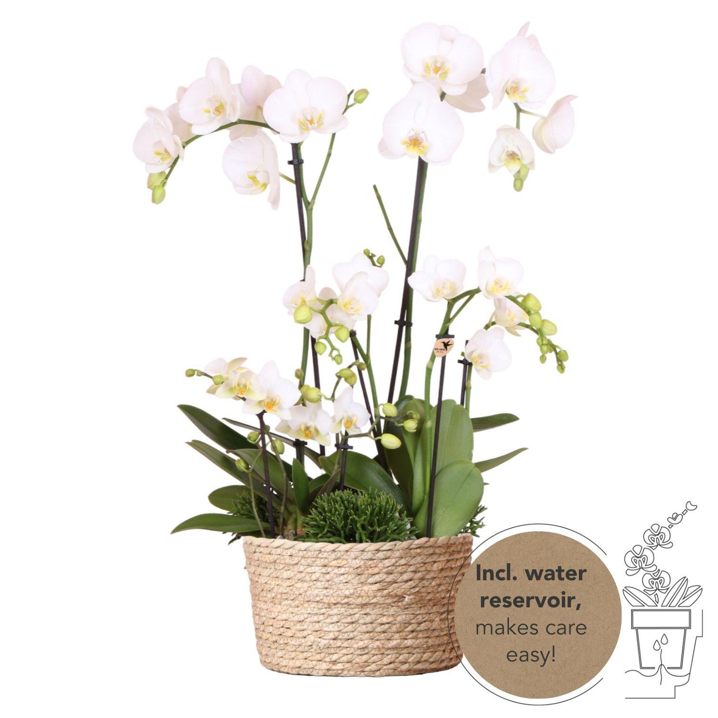 Kolibri Orchids | witte plantenset in Reed Basket incl. waterreservoir | drie witte orchideeën en drie groene planten | Field Bouquet wit met zelfvoorzienend waterreservoir