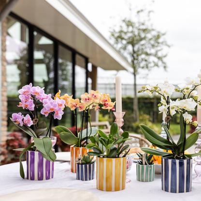 Kolibri Orchids | oranje Phalaenopsis orchidee potmaat Ø9cm | Jamaica | bloeiende kamerplant - vers van de kweker