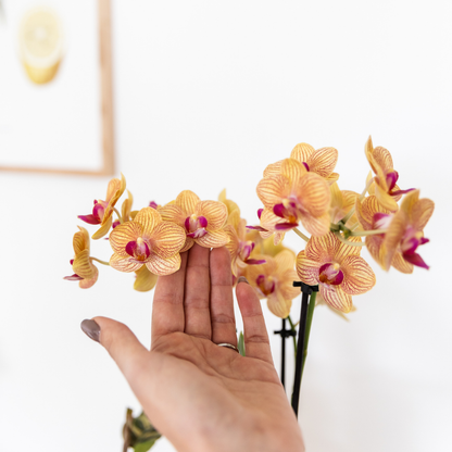 Kolibri Company - Planten set Coral Oranje | Set met oranje Phalaenopsis orchidee Jamaica Ø9cm en groene plant Calathea Ø6cm | incl. oranje keramieken sierpotten