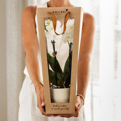 Planten cadeau - veel succes |  Orchidee met pot, kaart & cadeautas