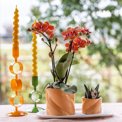 Orchidées colibri | Coffret cadeau Optimisme petite pêche | Plante verte avec orchidée Phalaenopsis orange dans des pots décoratifs couleur bonbon sur un plateau blanc en matière organique