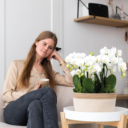 Kolibri Orchids | witte plantenset in Cotton Basket incl. waterreservoir | drie witte orchideeën Amabilis 9cm en drie groene planten | Jungle Bouquet wit met zelfvoorzienend waterreservoir