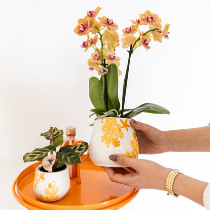Kolibri Company - Planten set Coral Oranje | Set met oranje Phalaenopsis orchidee Jamaica Ø9cm en groene plant Calathea Ø6cm | incl. oranje keramieken sierpotten