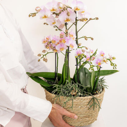 Kolibri Orchids | roze plantenset in Cotton Basket incl. waterreservoir | drie roze orchideeën en drie groene planten | Field Bouquet roze met zelfvoorzienend waterreservoir