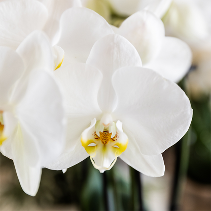 Plantenset Cotton bruin | Witte orchidee met planten in keramieken sierpotten