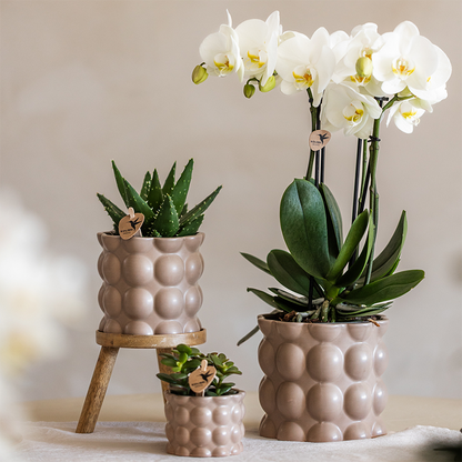 Plantenset Cotton zand - Groene planten met witte Phalaenopsis orchidee Ghent in keramieken sierpotten