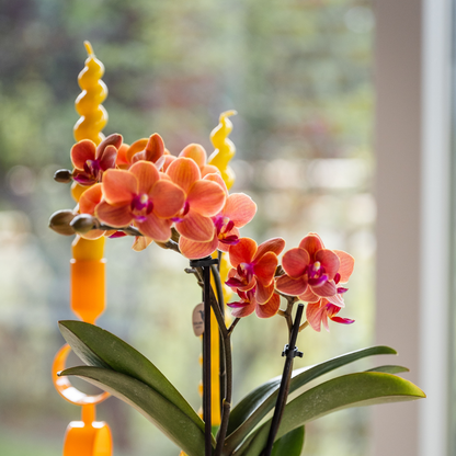 Orchidées Kolibri | Orchidée orange Bolzano + pot décoratif Étoile de mer - Ø 9 cm | Plante d'intérieur fleurie - fraîchement sortie du producteur