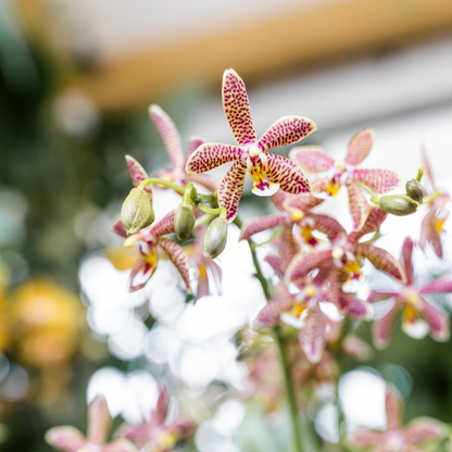 Kolibri Orchids | oranje 'Spider' orchidee + Mosa sierpot oranje - potmaat Ø9cm | bloeiende kamerplant - vers van de kweker