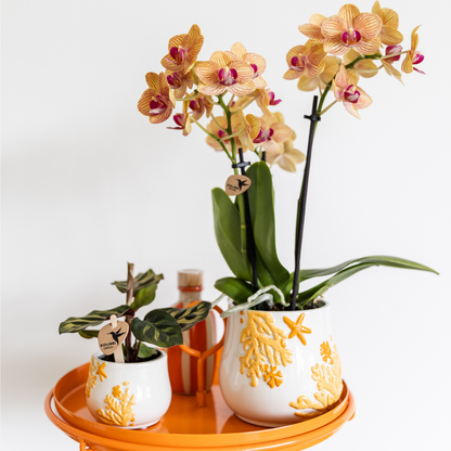 Kolibri Company - Planten set Coral Oranje | Set met oranje Phalaenopsis orchidee Jamaica Ø9cm en groene plant Calathea Ø6cm | incl. oranje keramieken sierpotten