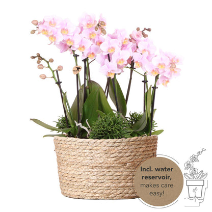 Kolibri Orchids | roze plantenset in Reed Basket incl. waterreservoir | drie roze orchideeën Andorra 9cm en drie groene planten | Jungle Bouquet roze met zelfvoorzienend waterreservoir