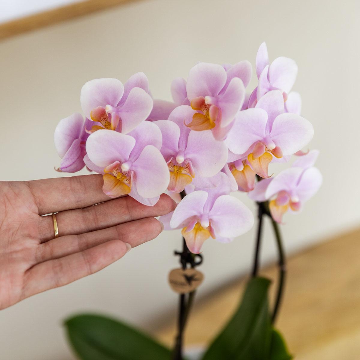Orchidées Kolibri | Coffret cadeau « Méditerranée Sunset » petit format | Plante verte avec orchidée Phalaenopsis rose Andorre dans des pots décoratifs à rayures peintes sur un plateau blanc en matière organique