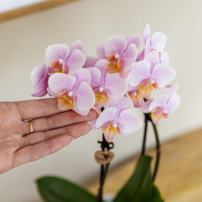 Orchidées Kolibri | Coffret cadeau « Méditerranée Sunset » petit format | Plante verte avec orchidée Phalaenopsis rose Andorre dans des pots décoratifs à rayures peintes sur un plateau blanc en matière organique