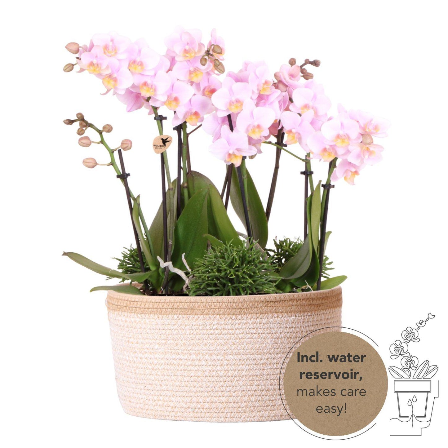 Kolibri Orchids | roze plantenset in Cotton Basket incl. waterreservoir | drie roze orchideeën Andorra 9cm en drie groene planten | Jungle Bouquet roze met zelfvoorzienend waterreservoir