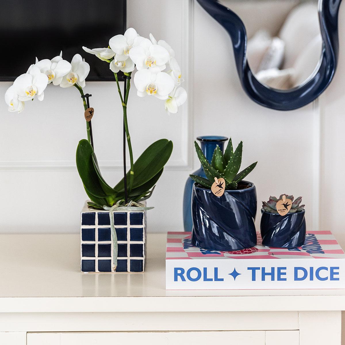 Kolibri Orchids | Witte phalaenopsis orchidee Amabilis + Mosa sierpot blauw - potmaat Ø9cm | bloeiende kamerplant - vers van de kweker