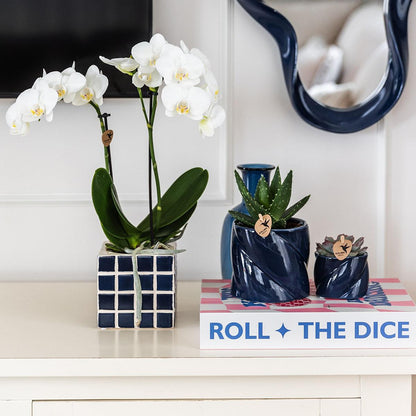 Kolibri Orchids | Witte phalaenopsis orchidee Amabilis + Mosa sierpot blauw - potmaat Ø9cm | bloeiende kamerplant - vers van de kweker