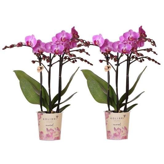 2 Phalaenopsis orchideeën - Vienna - potmaat Ø9cm | COMBI DEAL