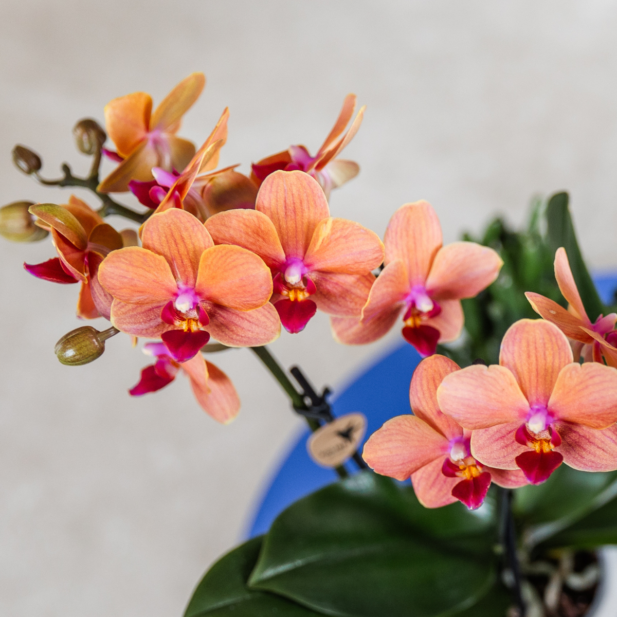 Orchidées Kolibri | Orchidée orange Bolzano + pot décoratif Étoile de mer - Ø 9 cm | Plante d'intérieur fleurie - fraîchement sortie du producteur