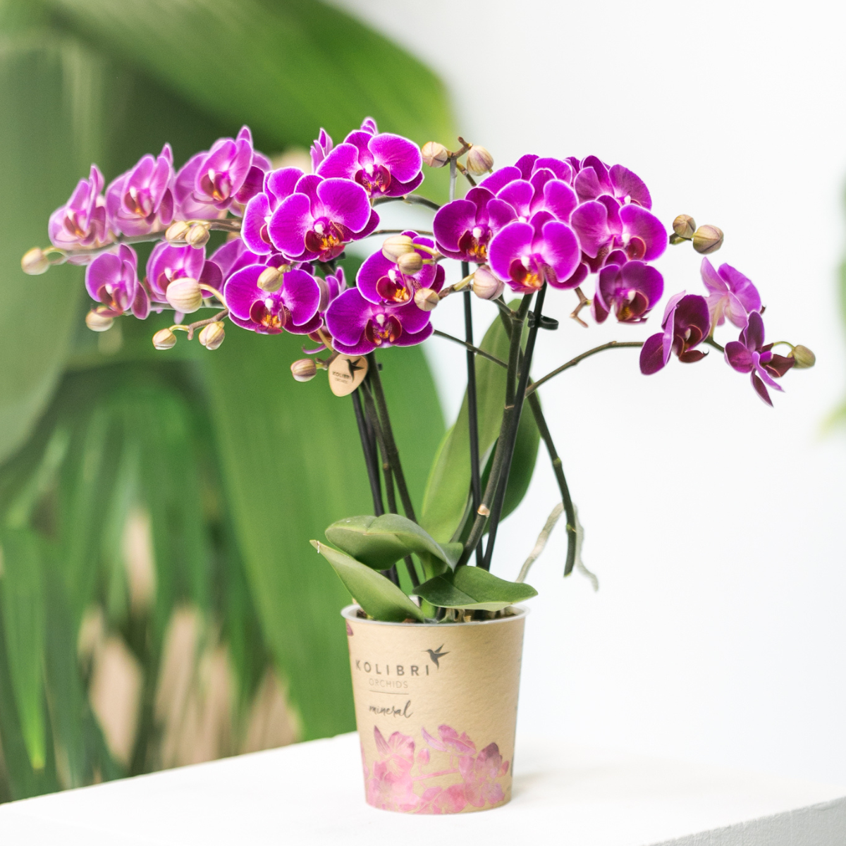 Kolibri Orchids | Paarse phalaenopsis orchidee - Morelia - potmaat Ø9cm | bloeiende kamerplant - vers van de kweker