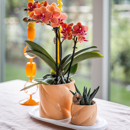 Orchidées colibri | Coffret cadeau Optimisme petite pêche | Plante verte avec orchidée Phalaenopsis orange dans des pots décoratifs couleur bonbon sur un plateau blanc en matière organique